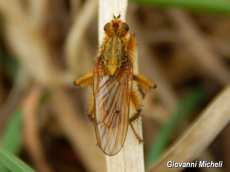 maschio di Scathophaga stercoraria